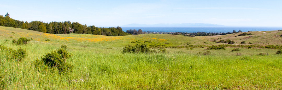 UCSC meadow